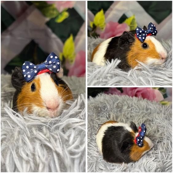 Świnki Morskie Cavie