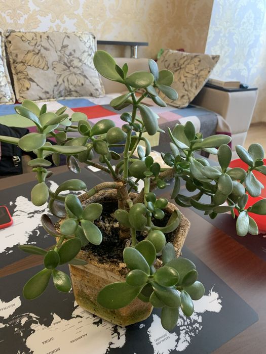 Денежное деревои. Толстянка.