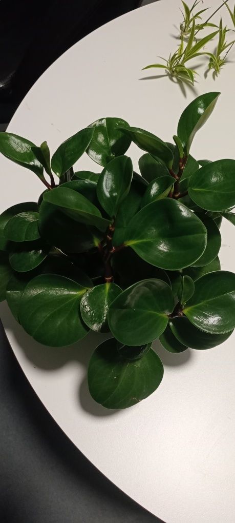 Starzec peperomia fikus drobnolistny