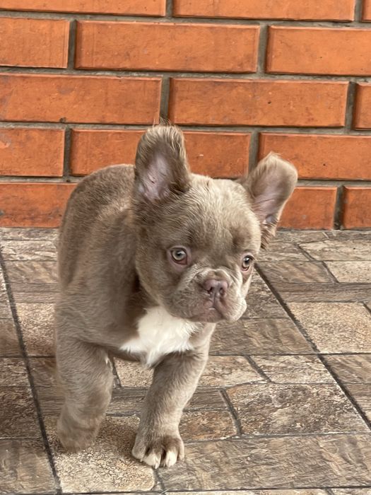 Красавица француженка флаффи Изабелла