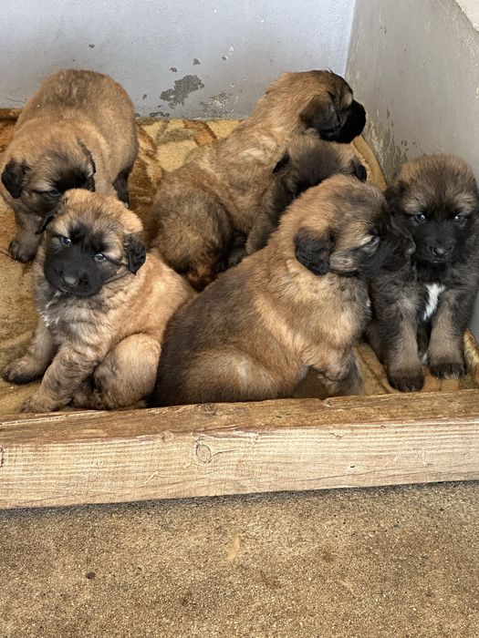Cachorros para adoçao