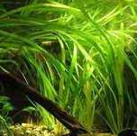 Pés Valisnéria -planta aquariofilia