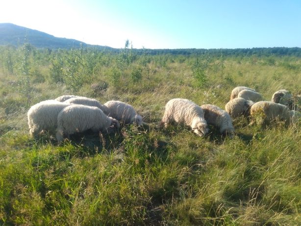 Барани вівці ягнята