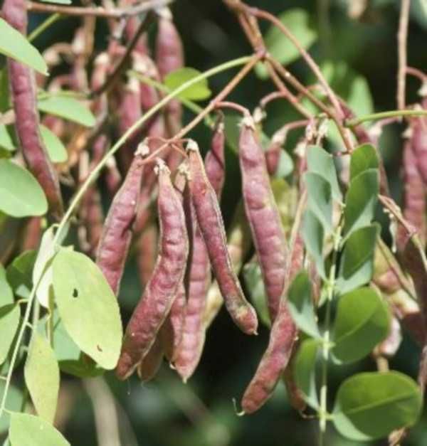 ROBINIA AKACJOWA Akacja - sadzonki w doniczkach