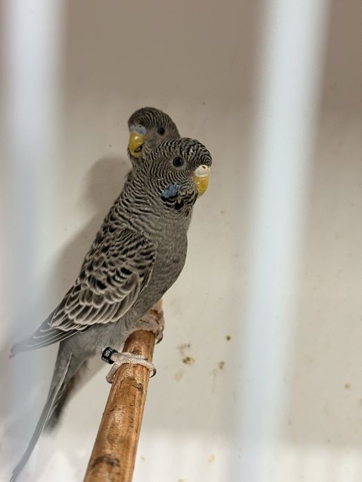 Tenho para ceder periquitos black face varias cores e ingeleses  de gr