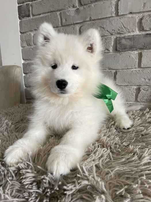 Piesek samoyed, Zwiazek Kynologiczny w Polsce