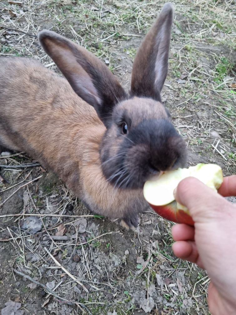 Królik samica duża