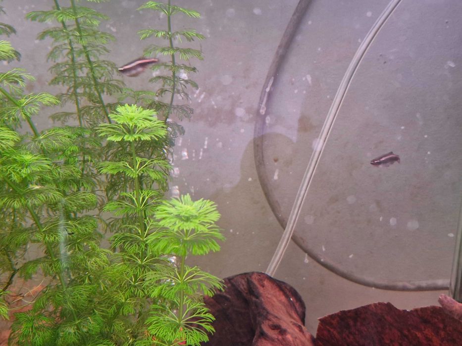 Neon chinês troca por guppys