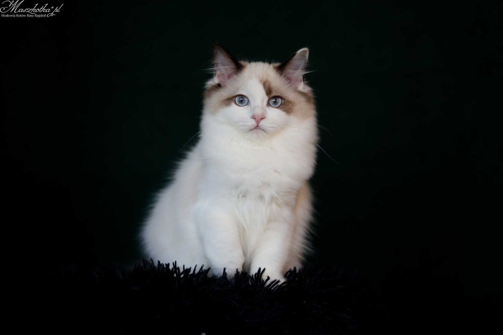 Ragdoll, śliczna koteczka seal bicolor z rodowodem FPL/FIFE