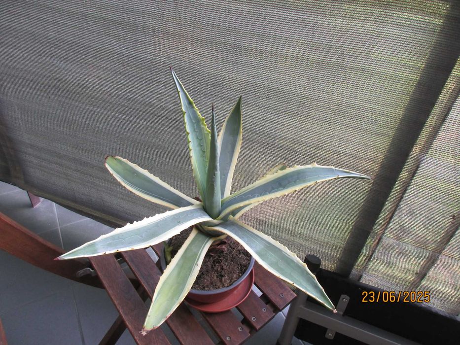 Kaktusy Agawa -  piękne -  polecam 3 rodzaje