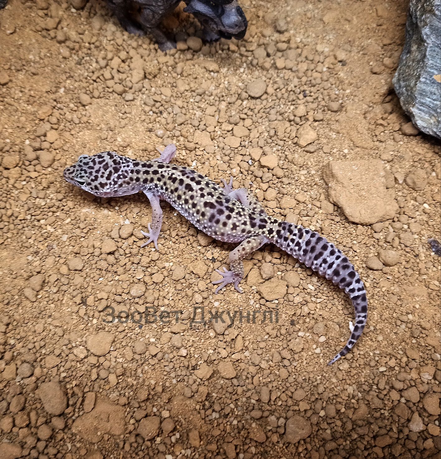 Леопардовый геккон, ящерица эублефар