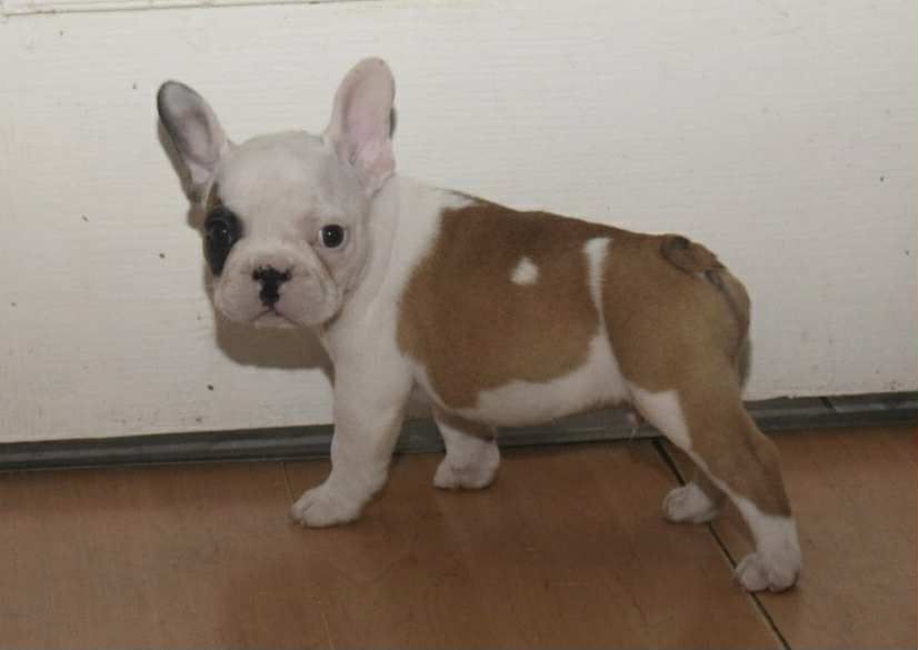 Buldog francuski piękny chłopak