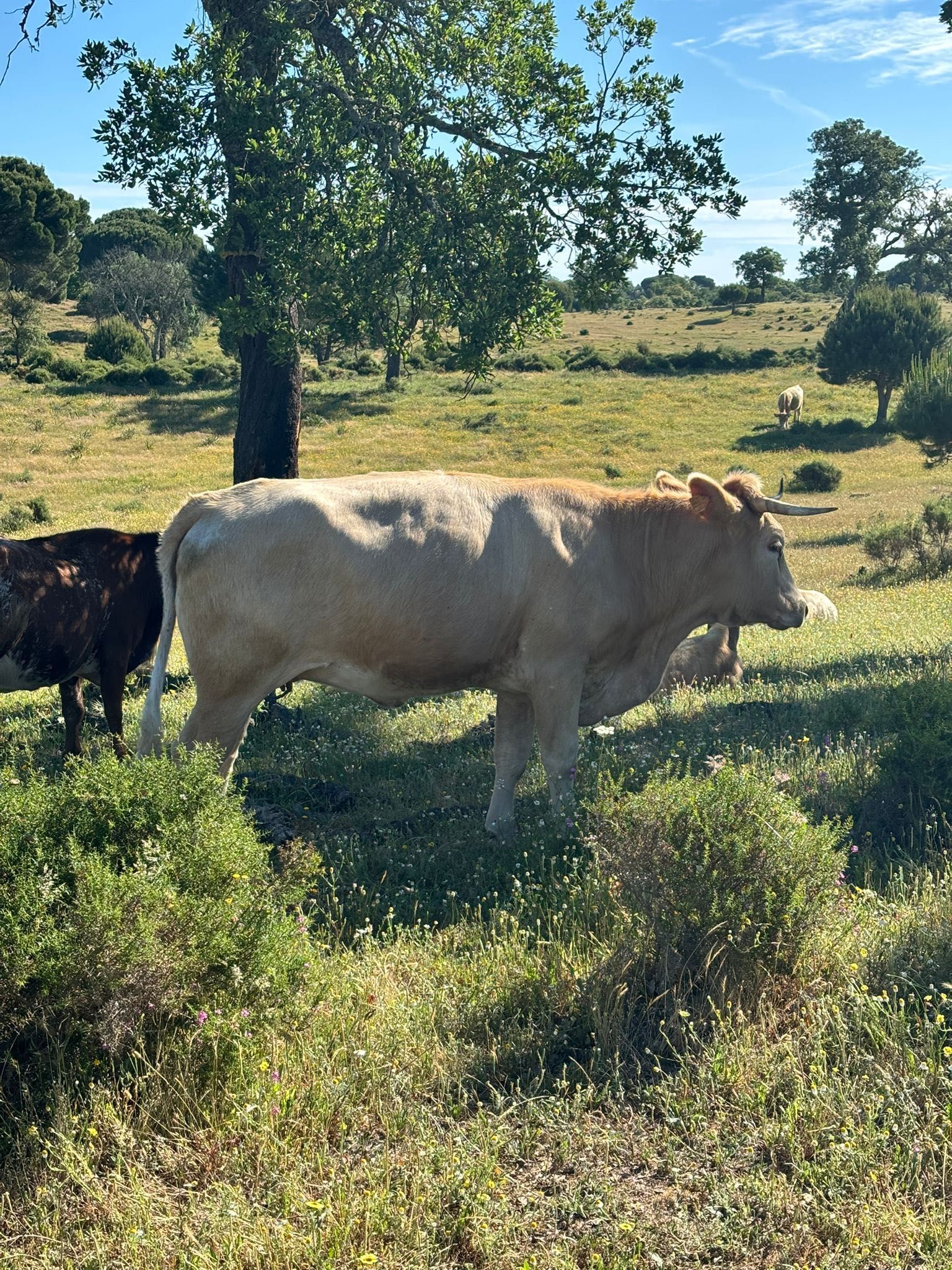 Vacas para venda