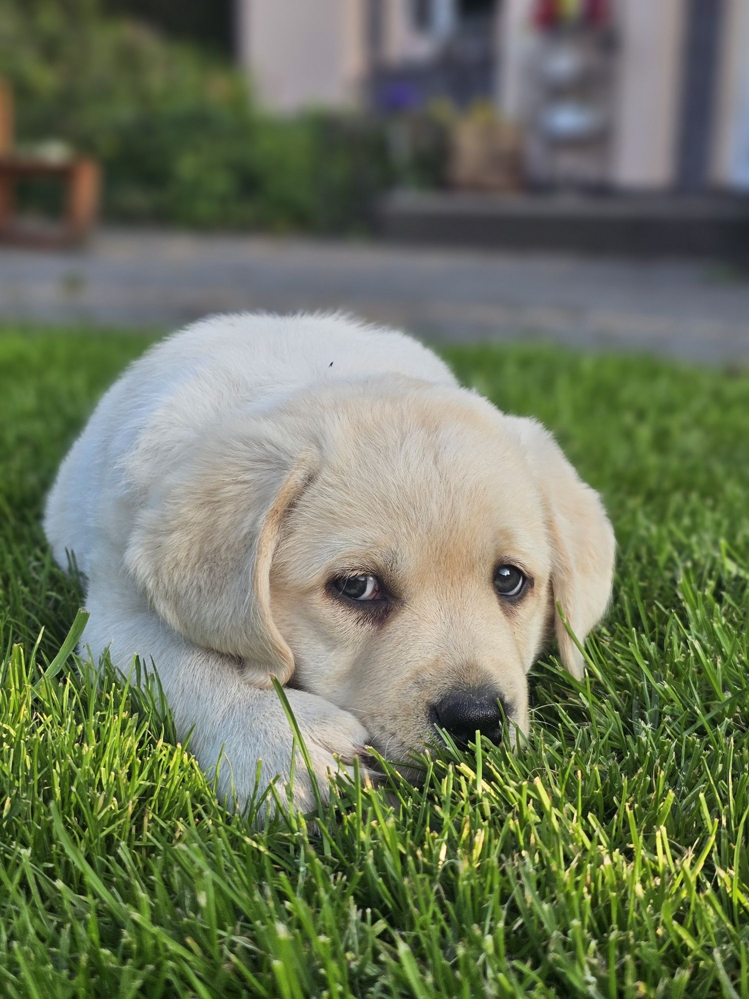 Labrador retriever pies