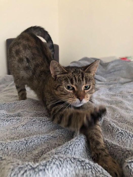 Młoda kochana kotka szuka pilnie domu stałego