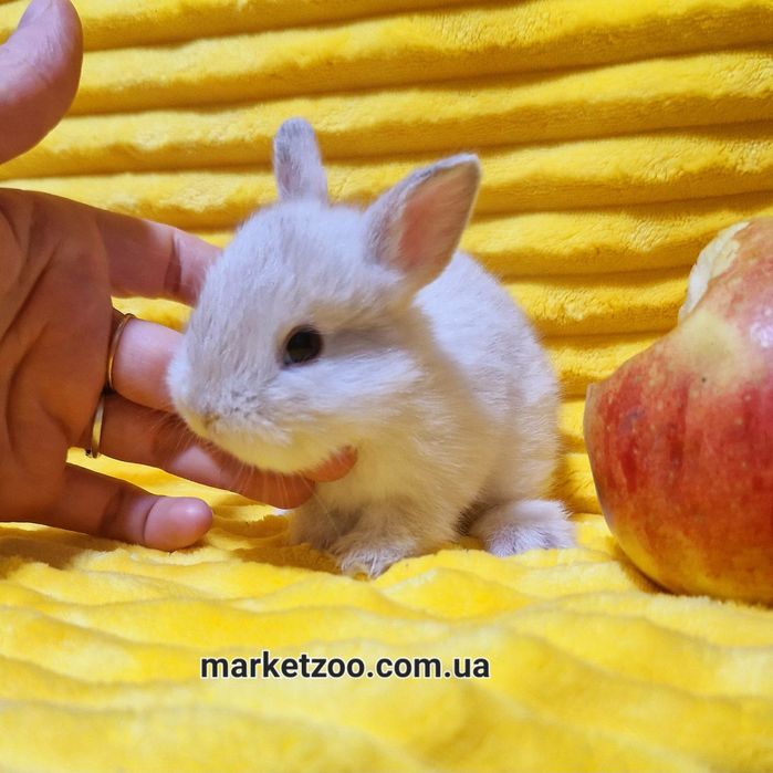 Супер миник в невероятно редком окрасе