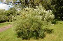 P9 Wierzba wąskolistna salix angustifolia hurt detal wysyłka