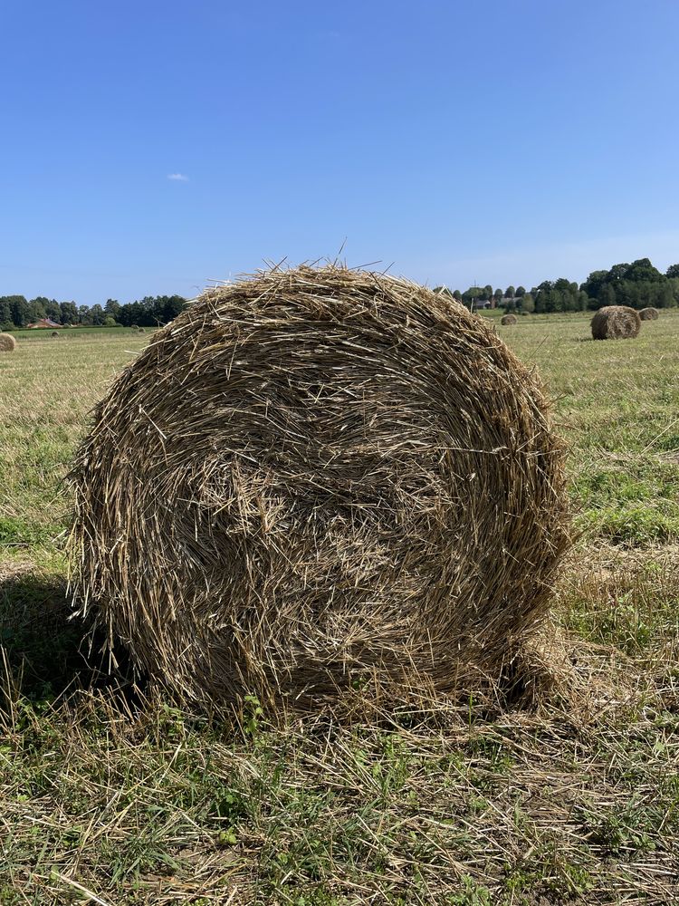 Sprzedam słome żytnią