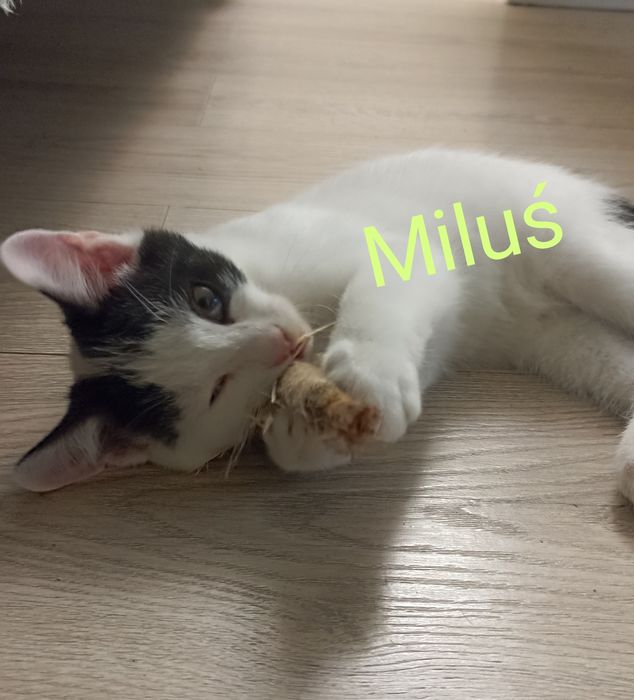 Kocięta szukają domu