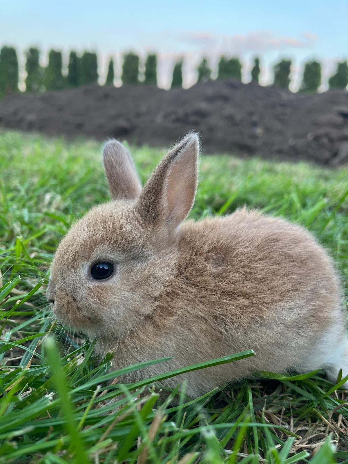 Króliczki miniaturki