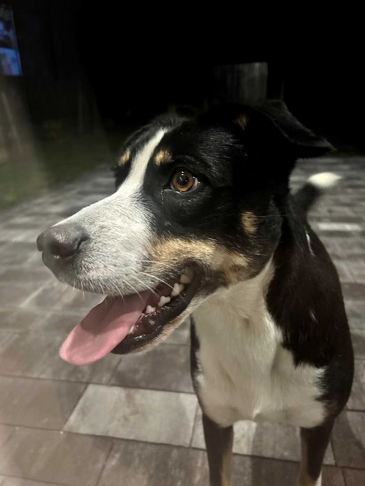 Dwie piękne suczki z pełnym wyposażeniem