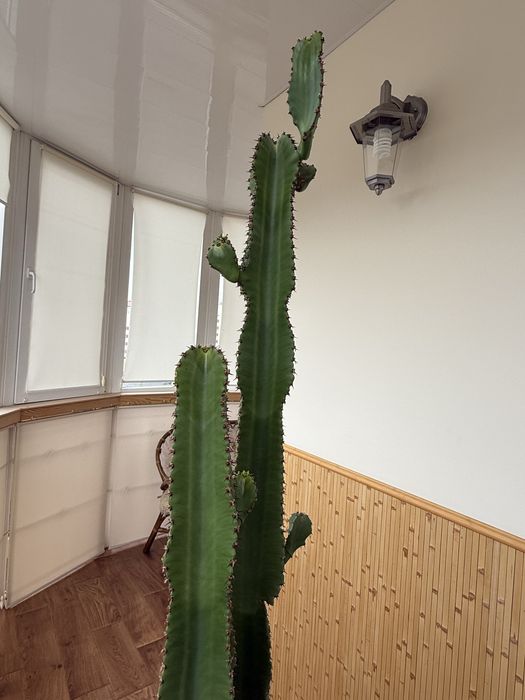 Кактус, висота 160см без горщика