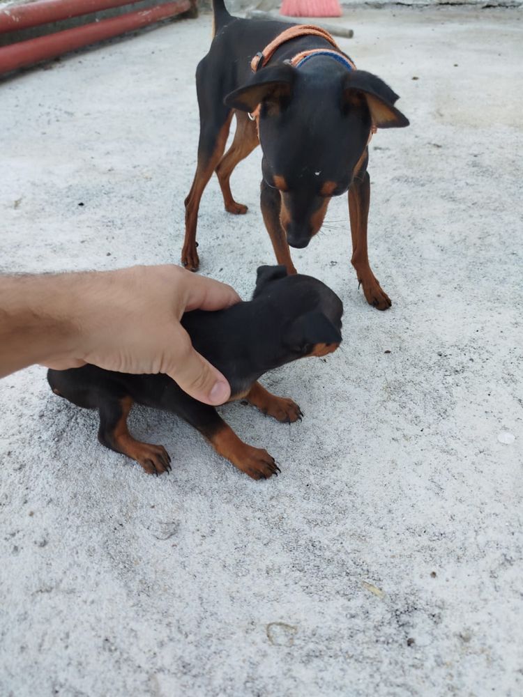 Pinscher mini femea