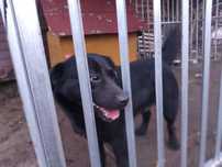 Pilna adopcja młody Czarnulek czeka na wywózkę do Sobolewa Ewa Duk