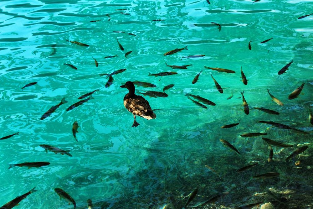 ZEOLIT GRUBY 16-32 mm  worek 25kg   do filtra oczka wodnego filtracja