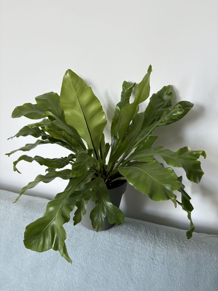Paproć Asplenium nidus 'Crispy Wave'