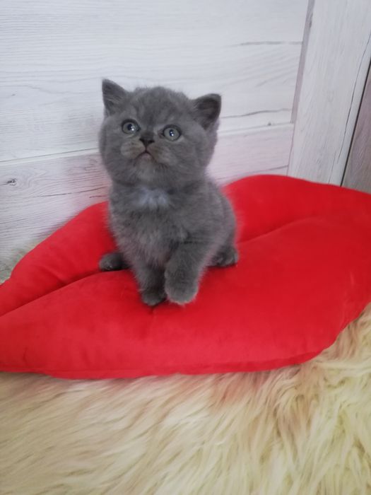 Kotka kocięta koty kotki brytyjski