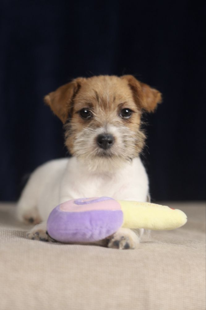 suczka Jack Russell terrier ZKWP/FCI szorstkowłosa