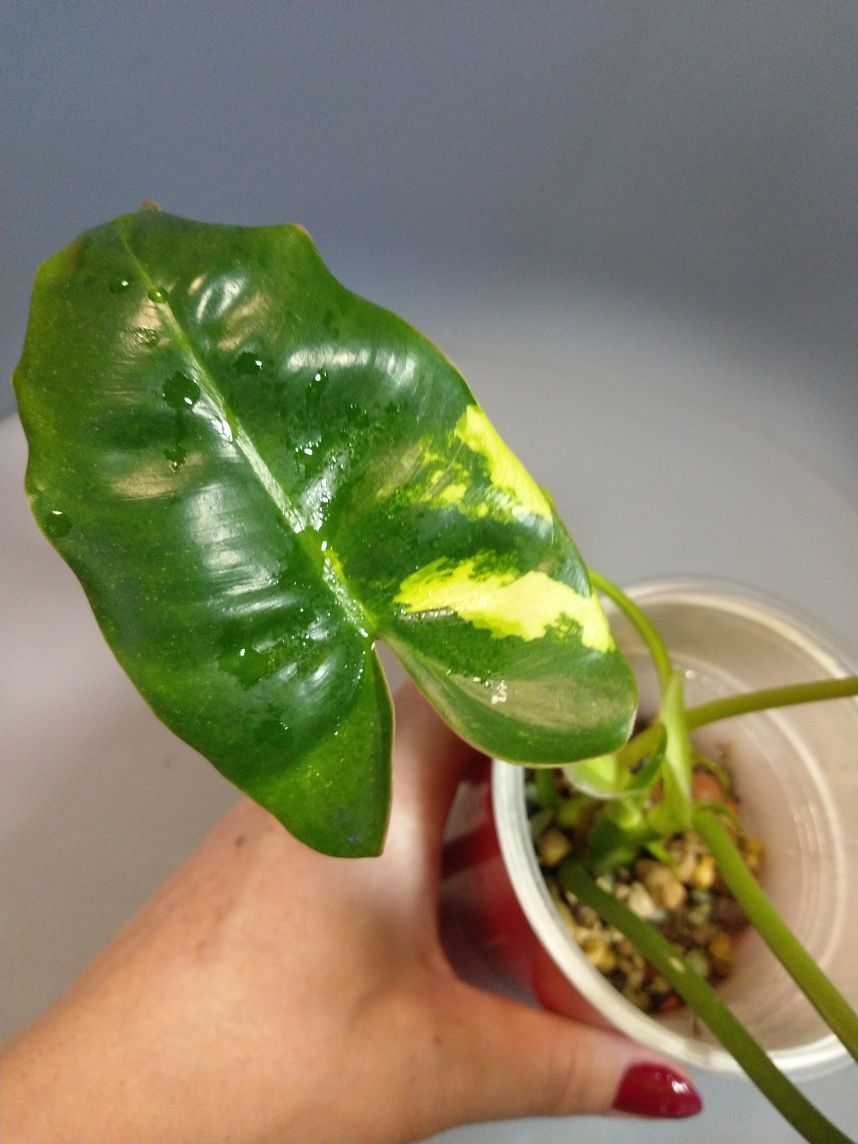 Philodendron Burle Marx Variegata