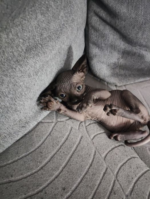 Сфінкс кошеня хлопчик