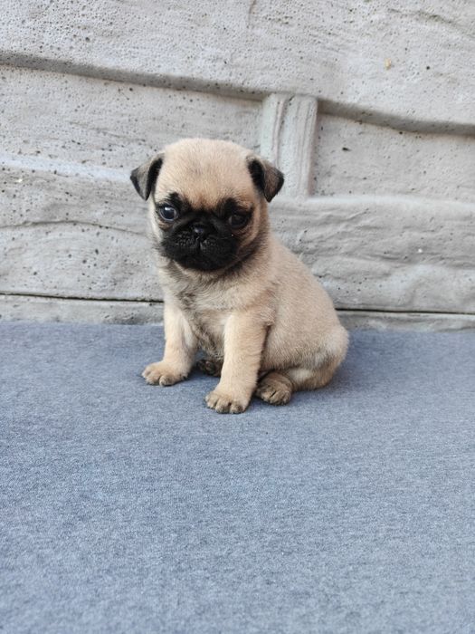 Sprzedam pieska Mops