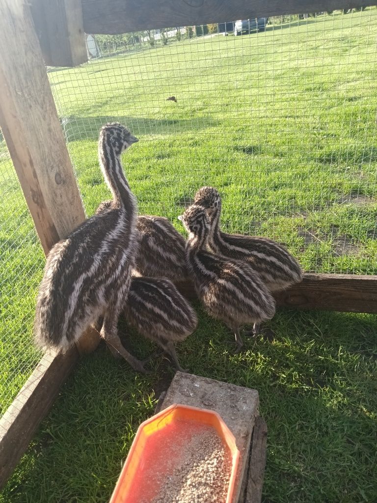 Młode strusie emu
