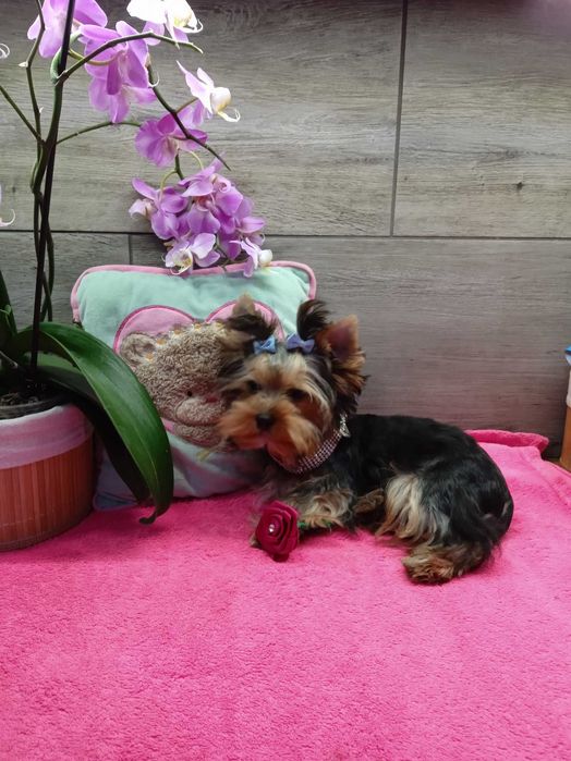 Yorkshire Terrier-śliczny mini piesek z kompletem szczepień.