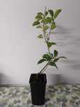 vendo planta canforeira