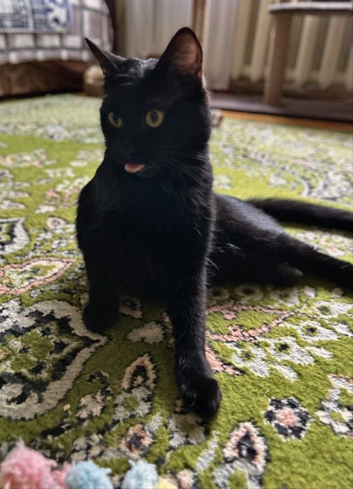 Врятована трьохлапа суперкиця :)