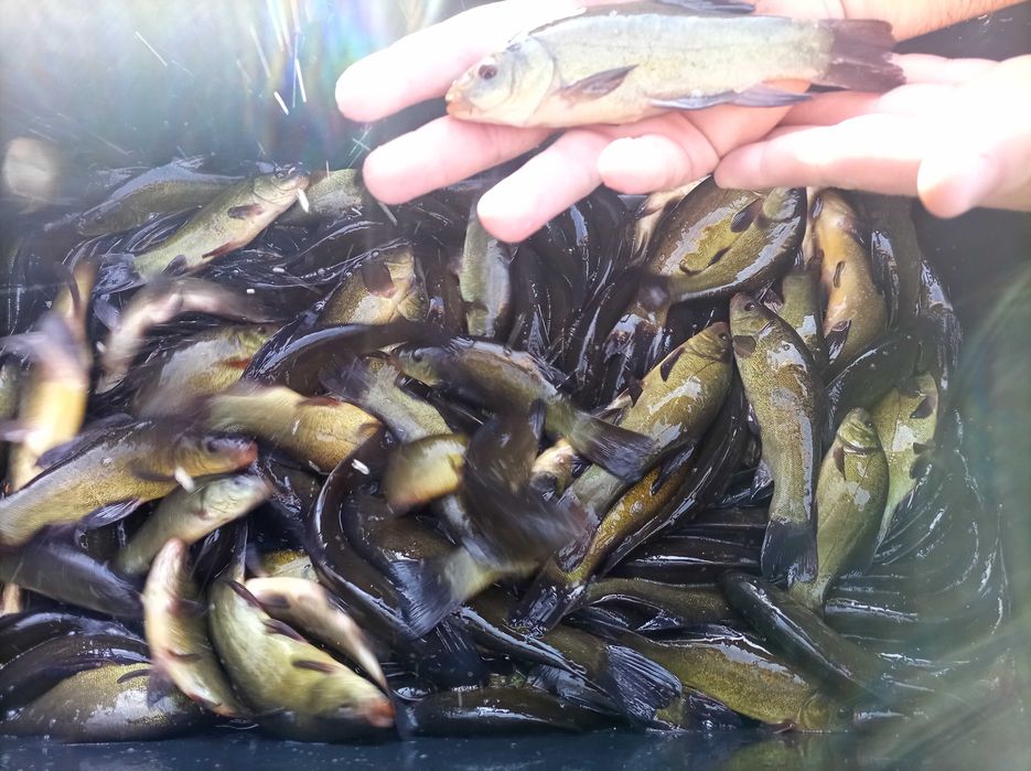 Lin kroczek 6-8 sztuk na kg karp amur szczupak jesiotr