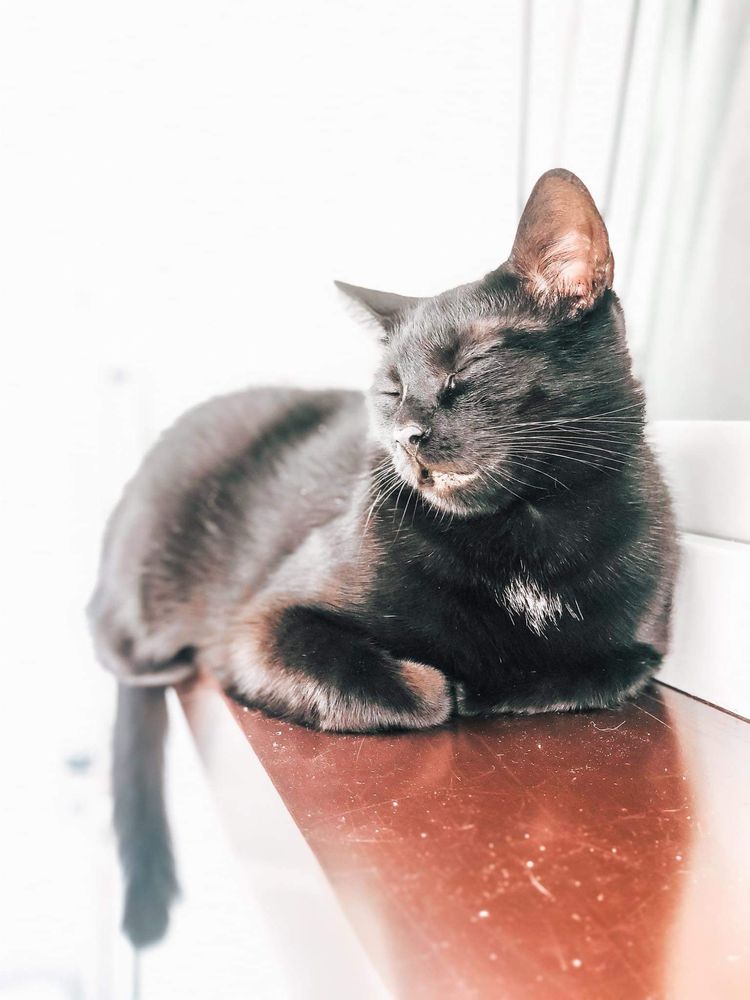 Zaginął czarny wykastrowany kot w Oswiecimiu