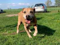 Zara - sunia w typie ttb do adopcji