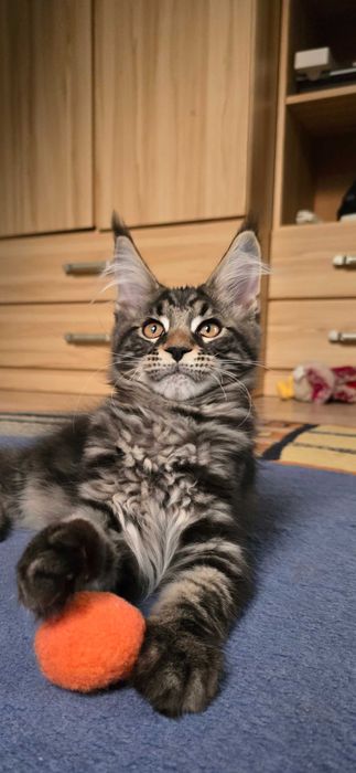 Maine Coon przepiękny klasyk