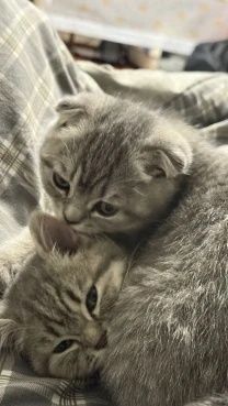 Безкоштовно шотландські вислоухі кошенята