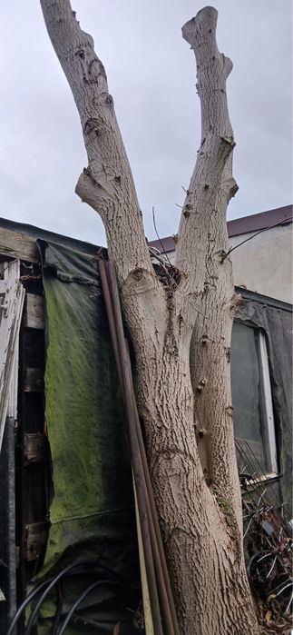 Drewno orzech dla stolarzy