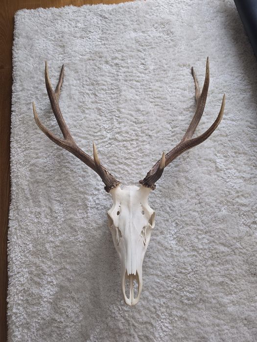 poroze jelenia na ścianę