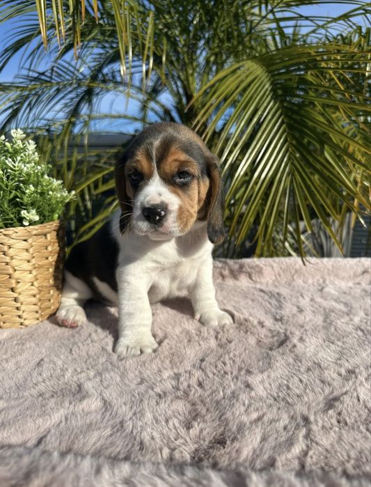 Beagle menino fantastico