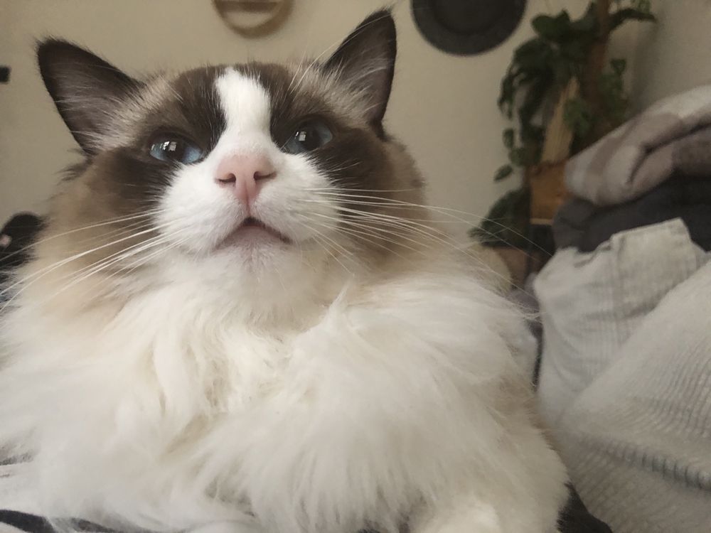 Ragdoll kocurek kotka kotyanna.pl