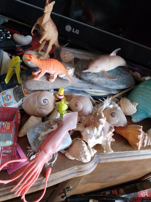 Animais giros e Búzios-9E- Animais a Divertirem-se-Placa A -5E Desde2E