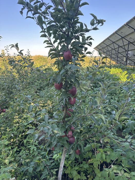 Продам саджанці плодових дерев ОПТ
